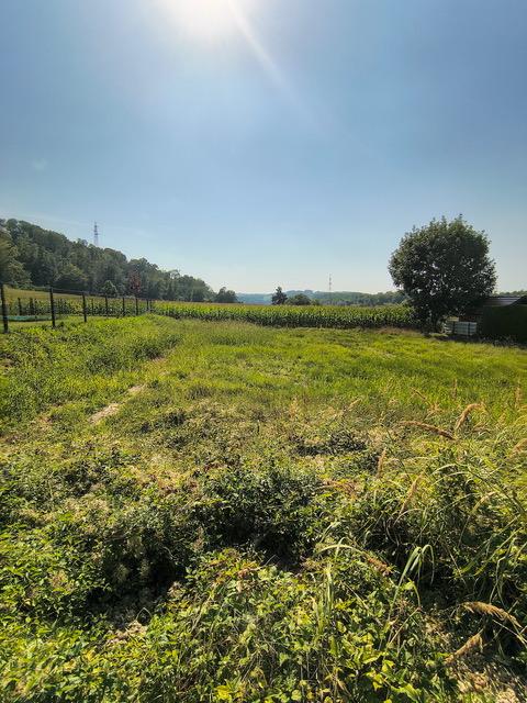 c Grundstück - 3313 Wallsee/Nähe Donau: Sonniges Baugrundstück in sehr guter, ruhiger Lage