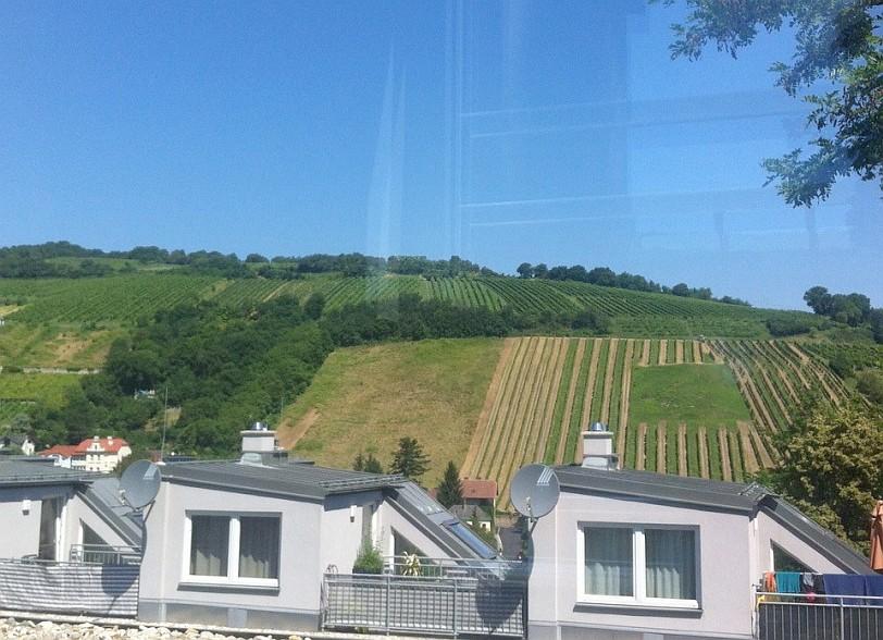 k_Blick Weinberge - VERMIETET! Eck-Reihenhaus im Grünen mit Garten und Dachterrasse / Townhouse with garden and rooftop-terrace