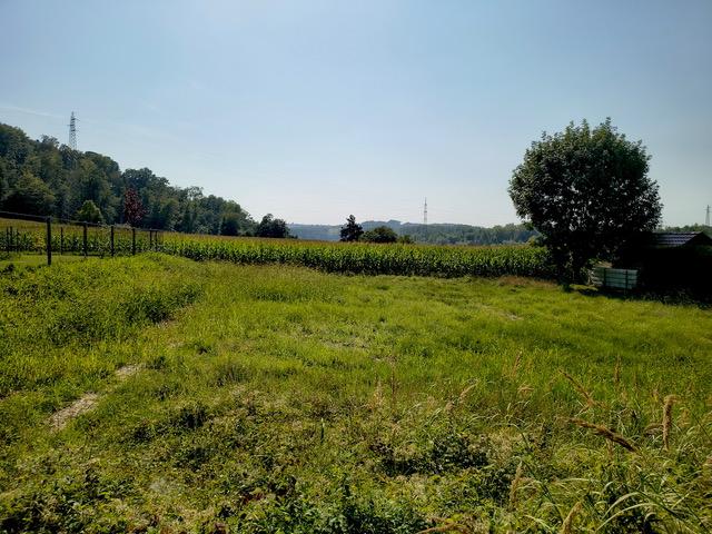 d Grundstück - 3313 Wallsee/Nähe Donau: Sonniges Baugrundstück in sehr guter, ruhiger Lage